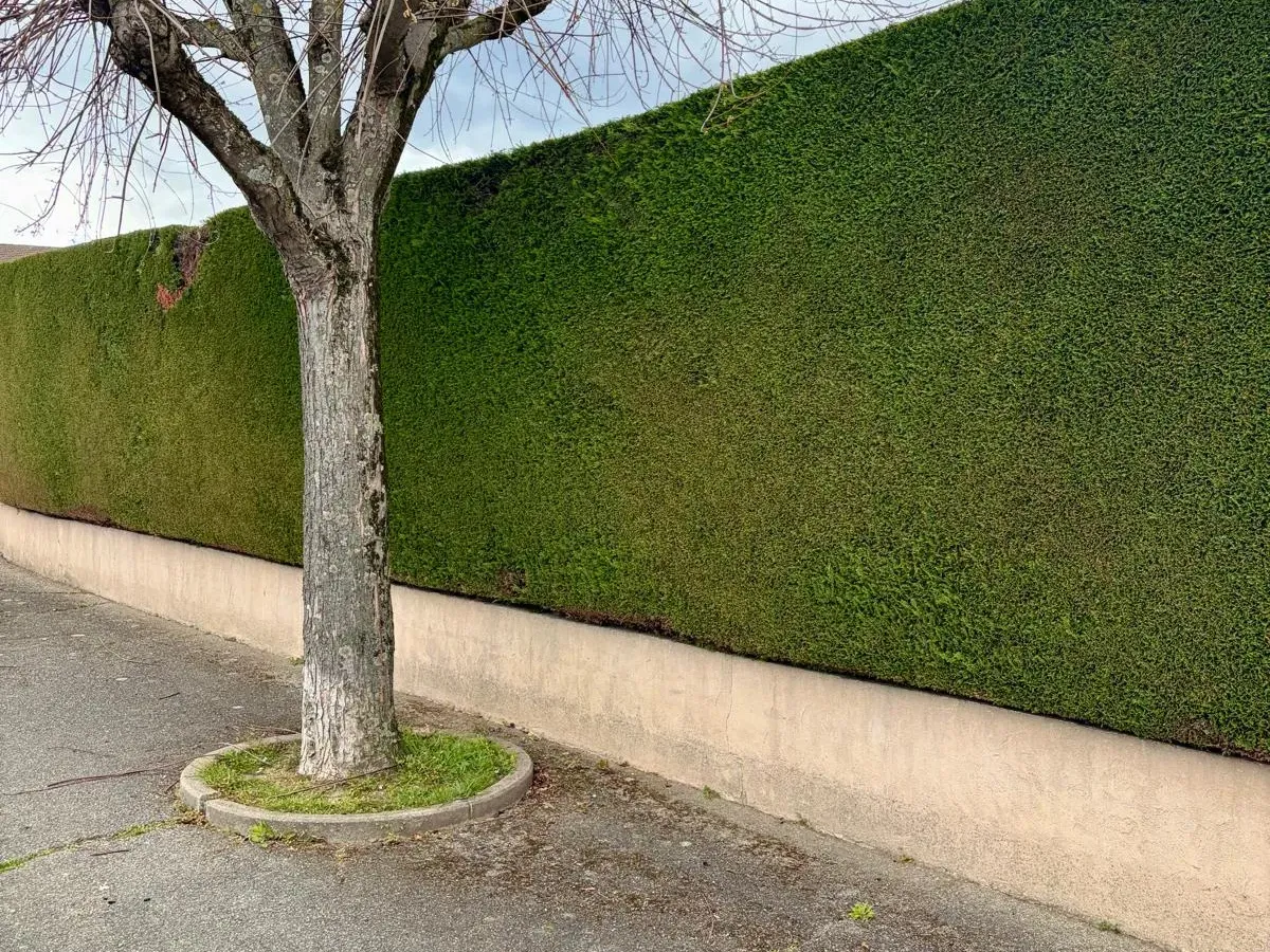 Grande haie persistante taillée droite le long d'un trottoir, avec un arbre au premier plan