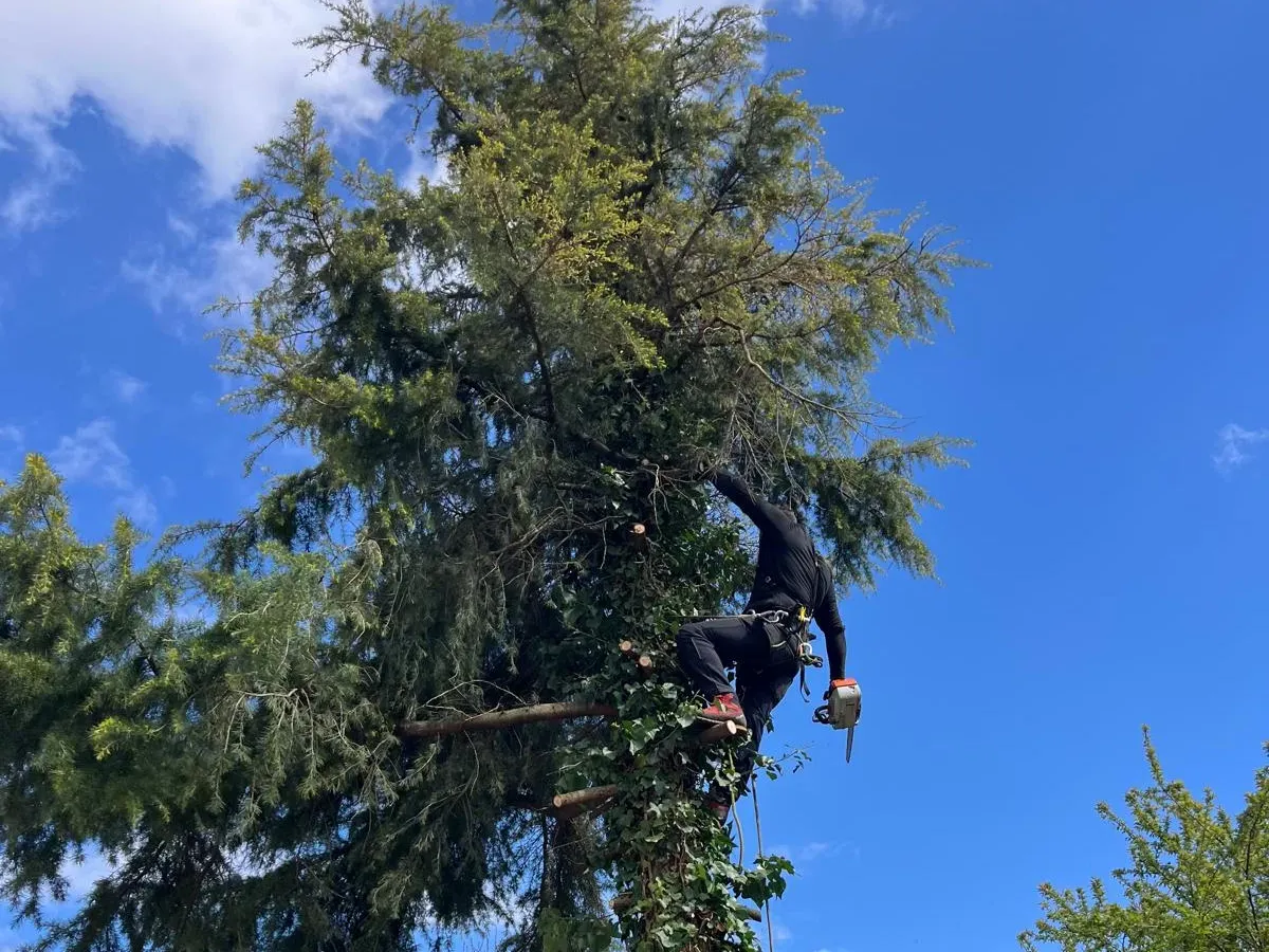 Élagueur grimpeur dans un grand conifère couvert de lierre, sous un ciel bleu