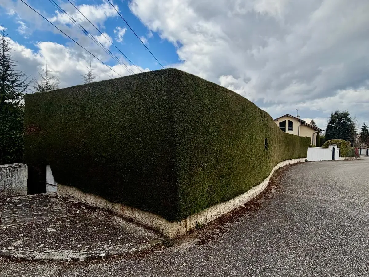 Grande haie taillée aux angles nets qui suit la courbe d'une rue résidentielle