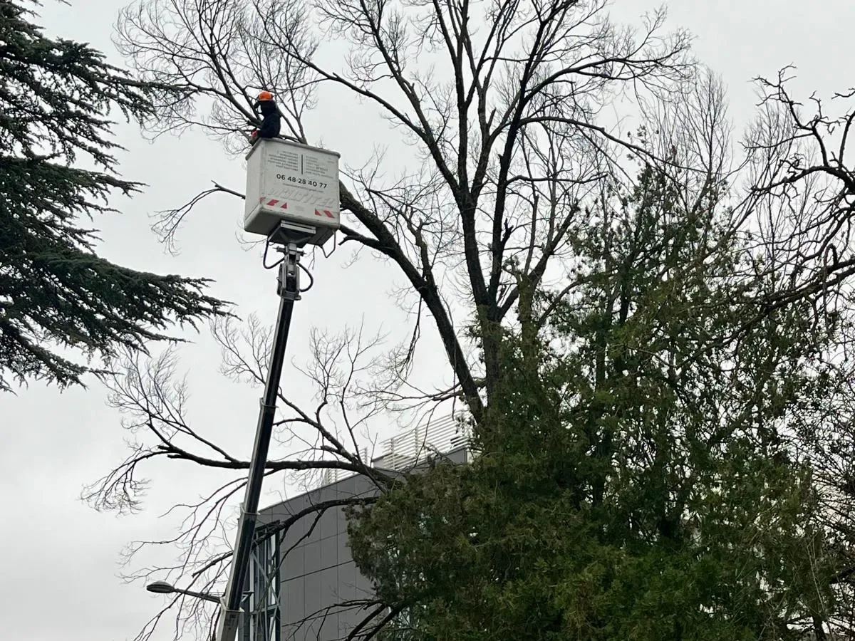 Nacelle qui élève un opérateur dans un grand arbre, au bord d'une rue