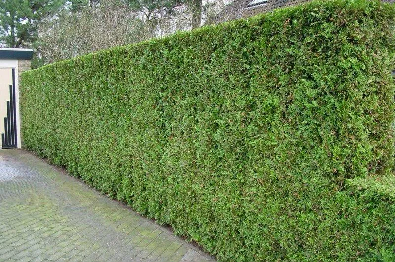 Haie dense et bien droite le long d'une allée pavée