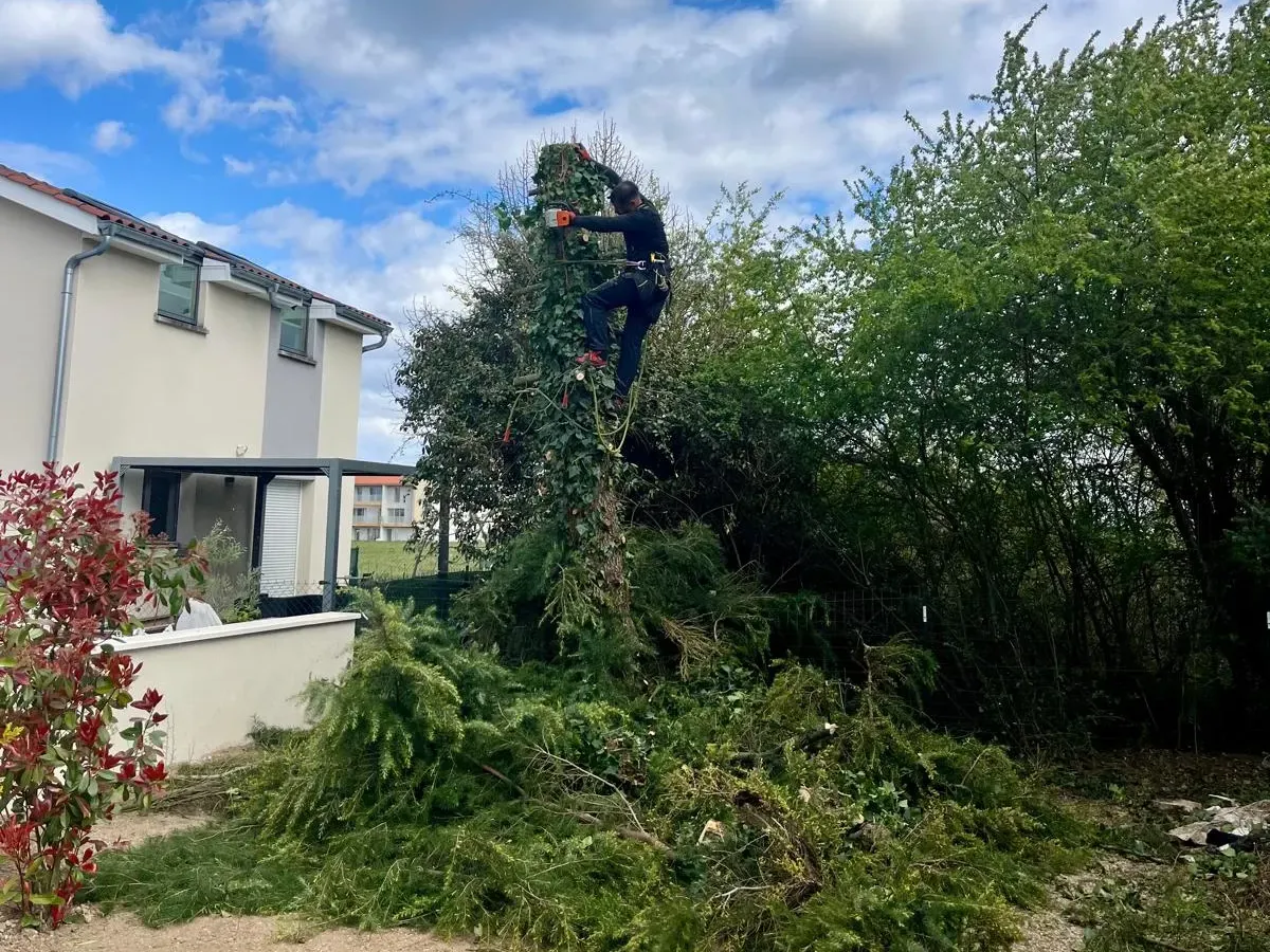 Grimpeur dans un conifère couvert de lierre près d'une maison, branches coupées au sol